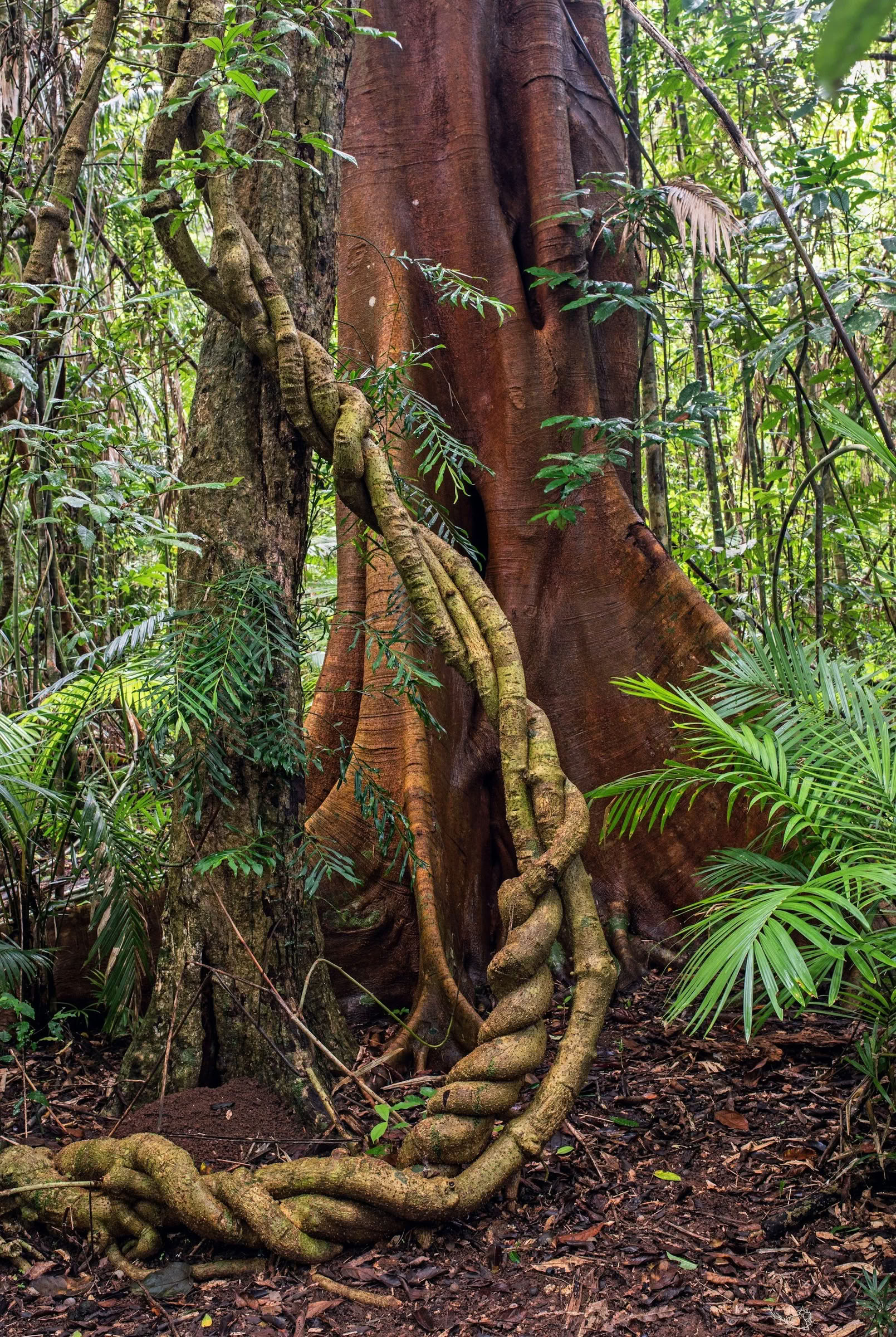 Retraite Ayahuasca de régime de plantes