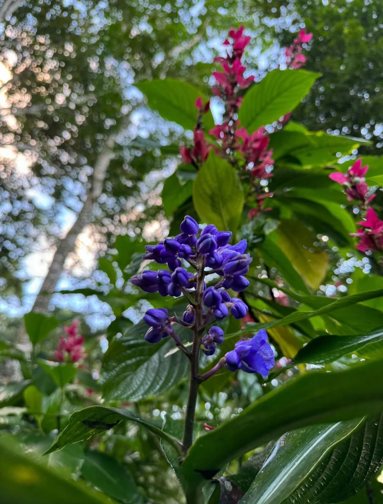 Retraite Ayahuasca de régime de plantes