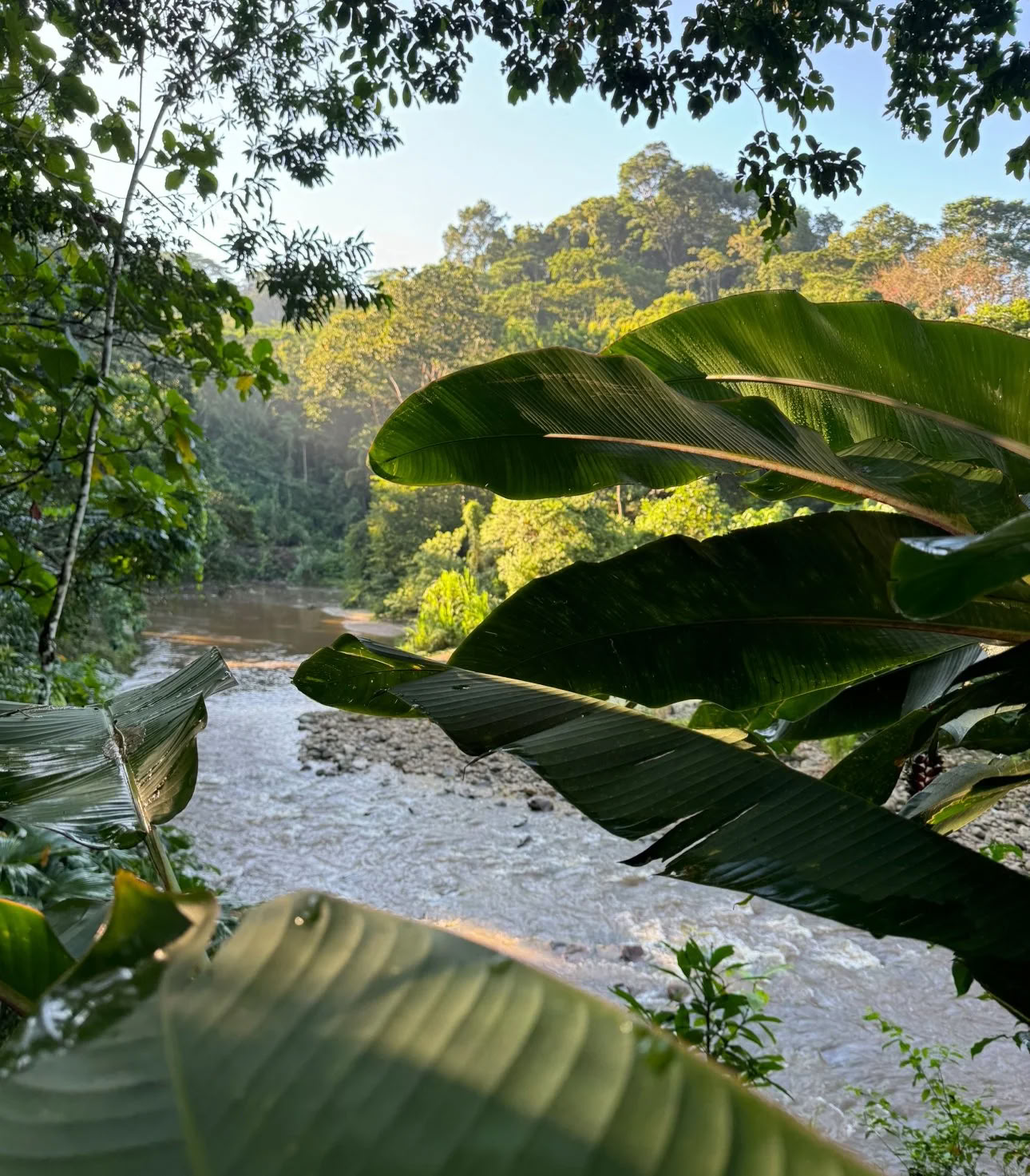 Retraite Ayahuasca de régime de plantes