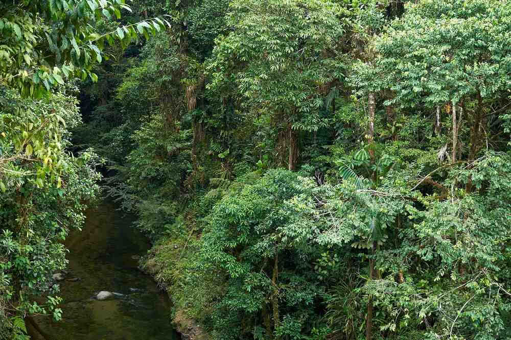 Retraite d’initiation à l’ayahuasca : 7 et 14 jours – 10-31 janvier 2027