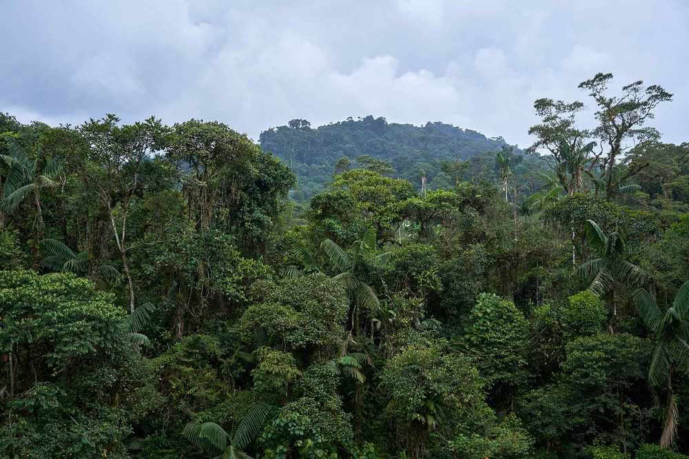 Retraite d’initiation à l’ayahuasca : 7 et 14 jours – 10-31 janvier 2027
