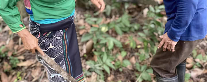 Dieta Maître des Plantes et Médecine de l’Esprit des Plantes
