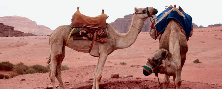 Trekking à dos de chameau dans le Wadi Rum
