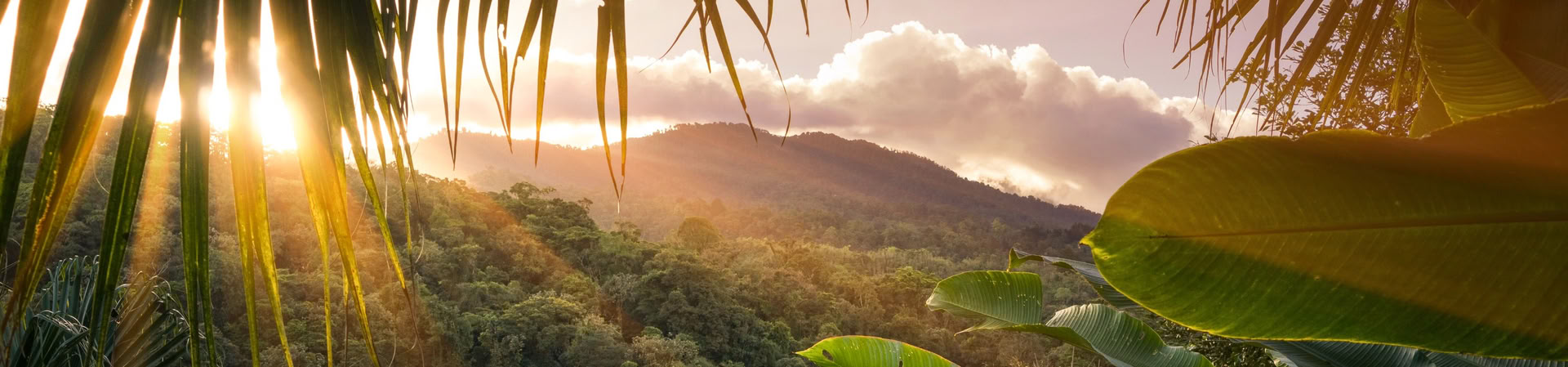 Visite d’une journée au parc national Manuel Antonio