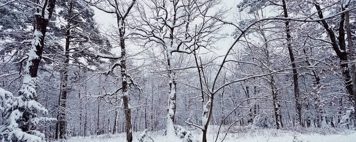 ForREST Retreat : Week-end d’hibernation hivernale — Wild Nature Retraites