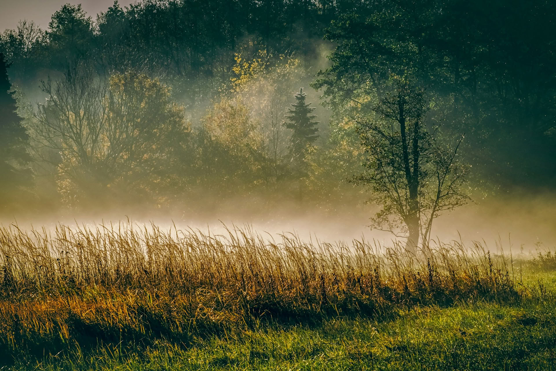 ForREST Retraite : Week-end d’ancrage d’automne — Wild Nature Retraites