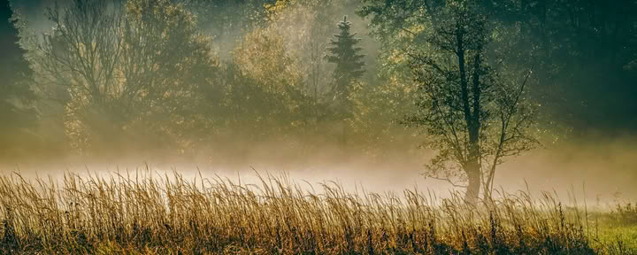ForREST Retraite : Week-end d’ancrage d’automne — Wild Nature Retraites