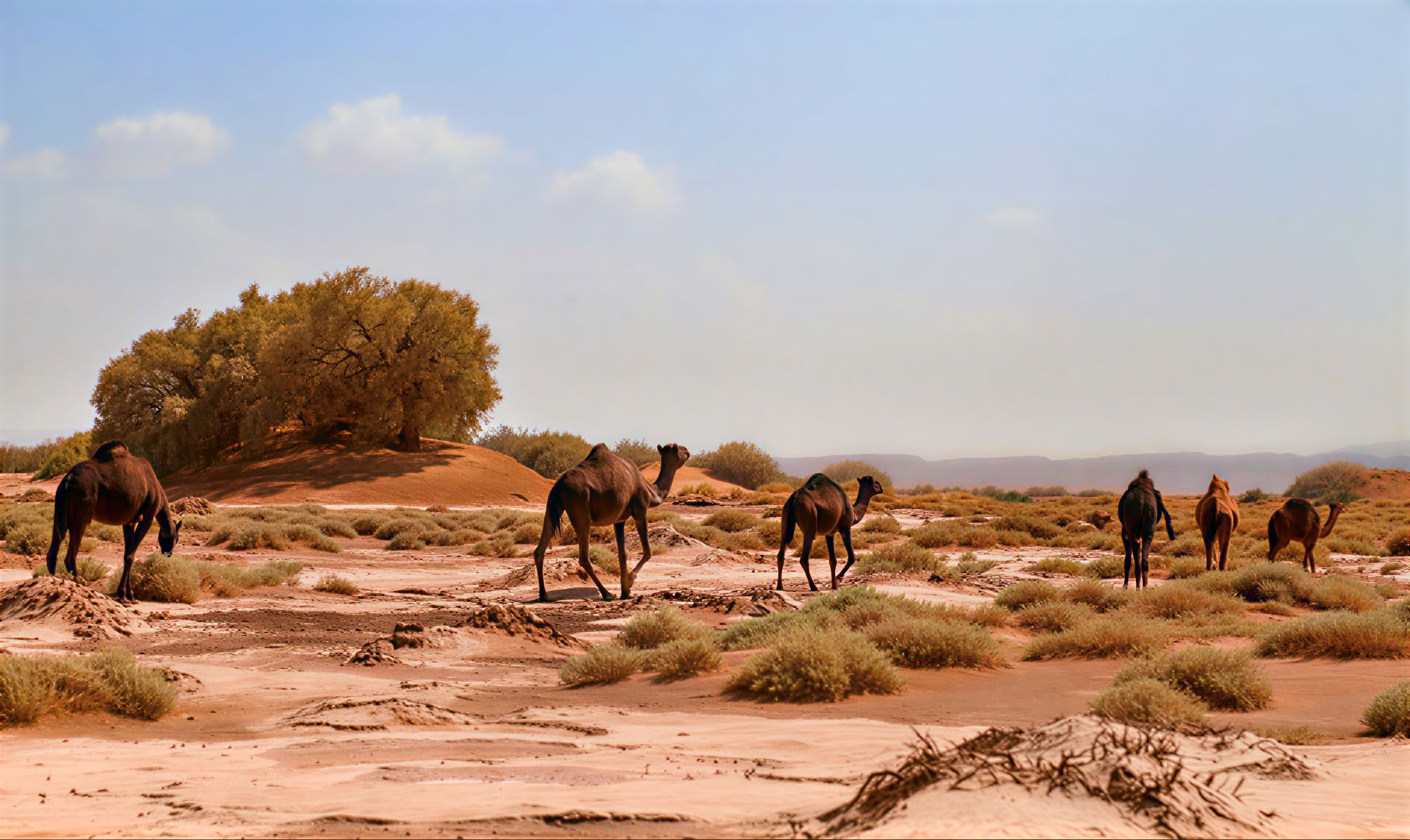 4 jours de circuit de Casablanca à Marrakesh via le désert