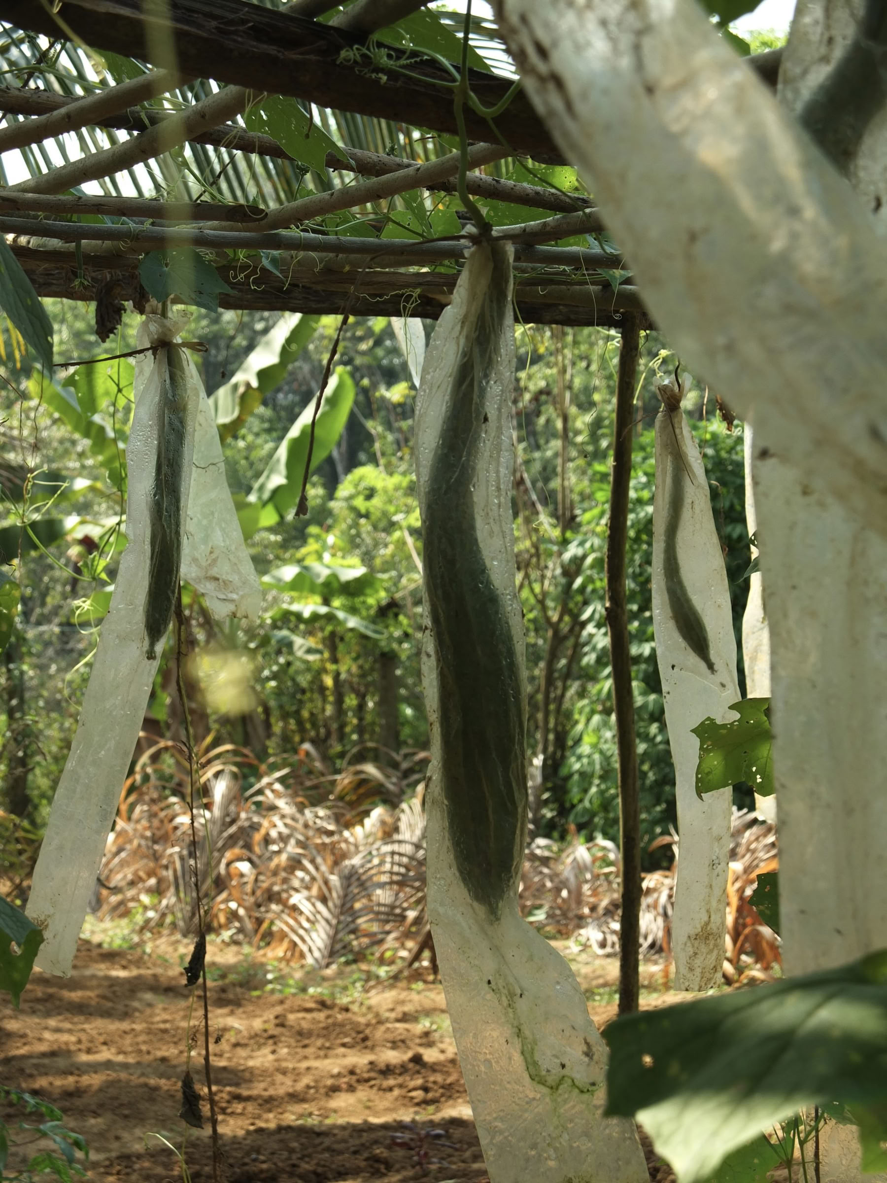 Formation de professeurs de yoga