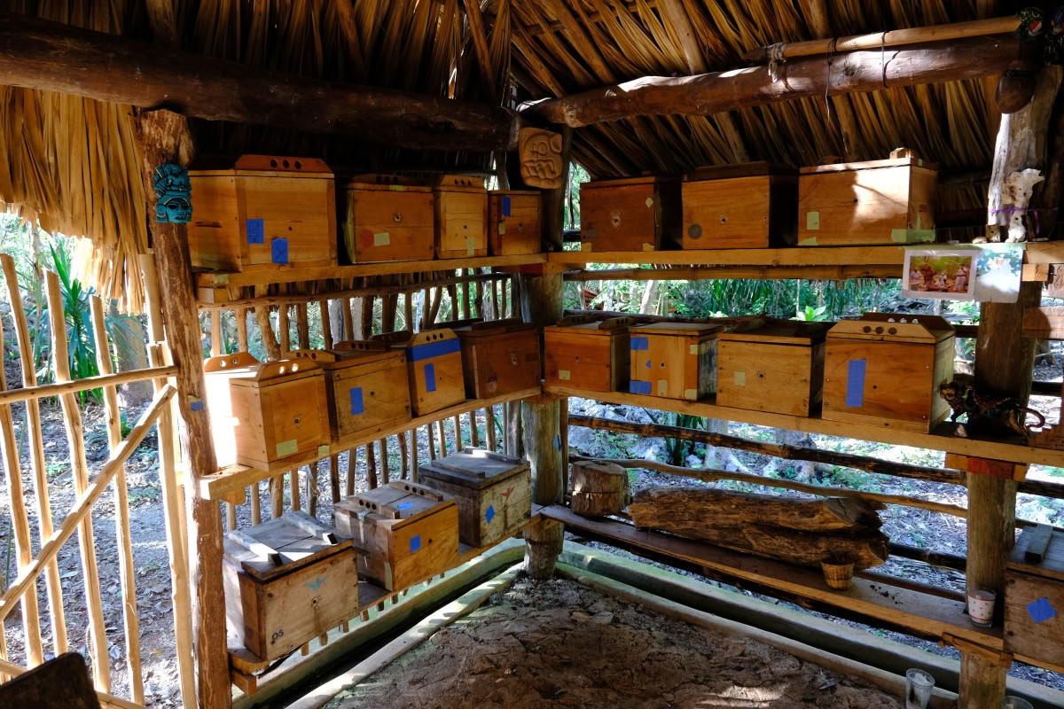 Coba et la Rencontre avec un Curandero Maya