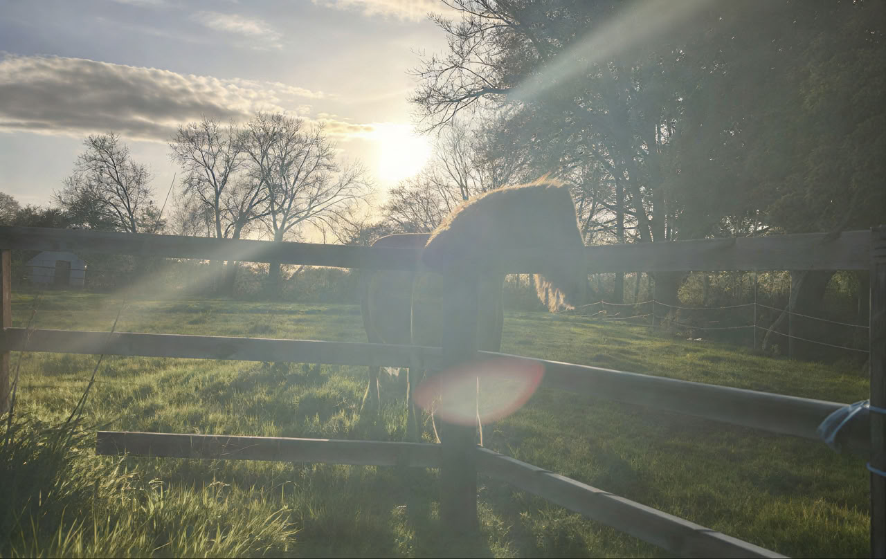Connect with Heart Retraite with the Horses