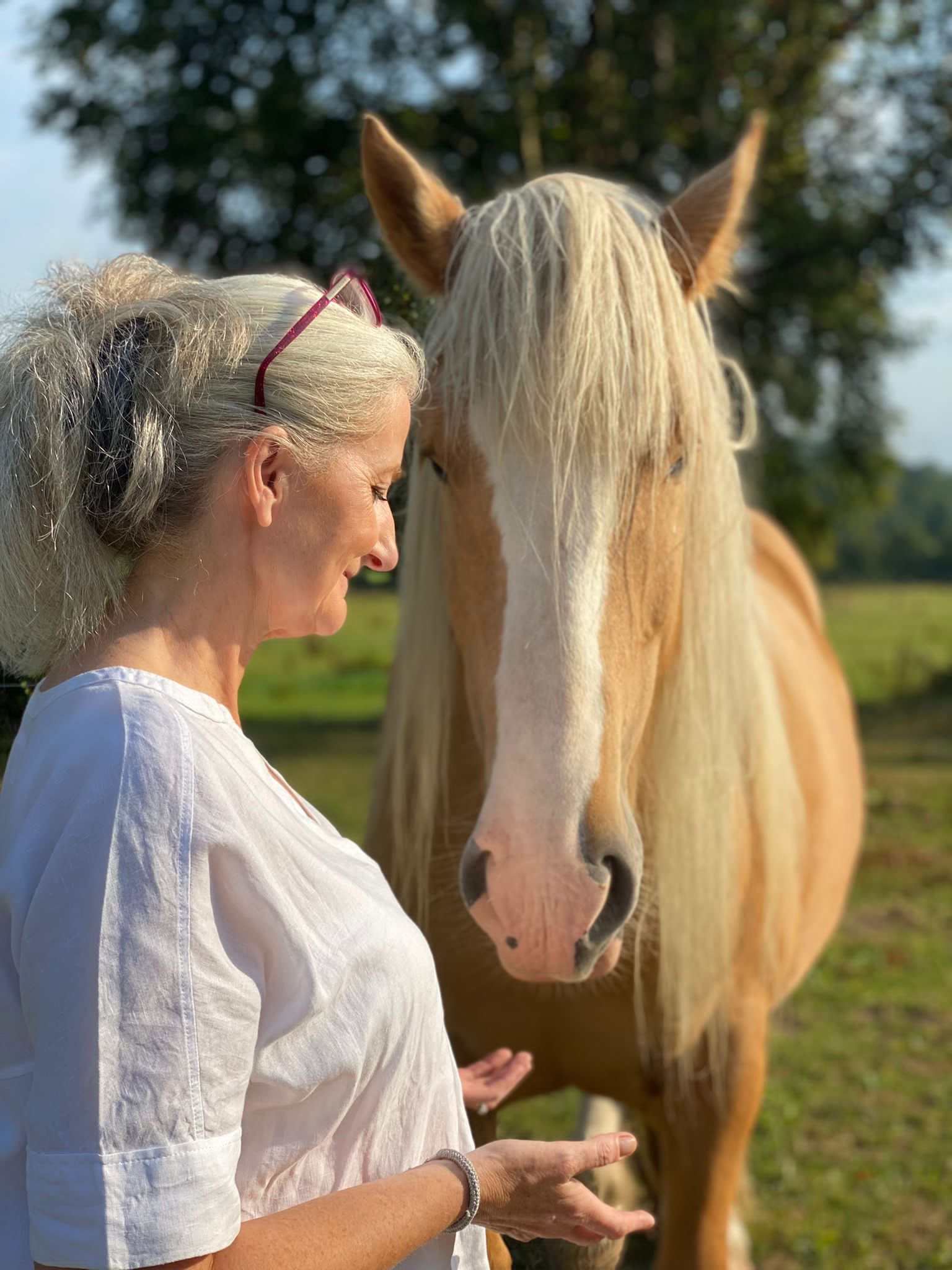 Entrer dans le partenariat avec les chevaux