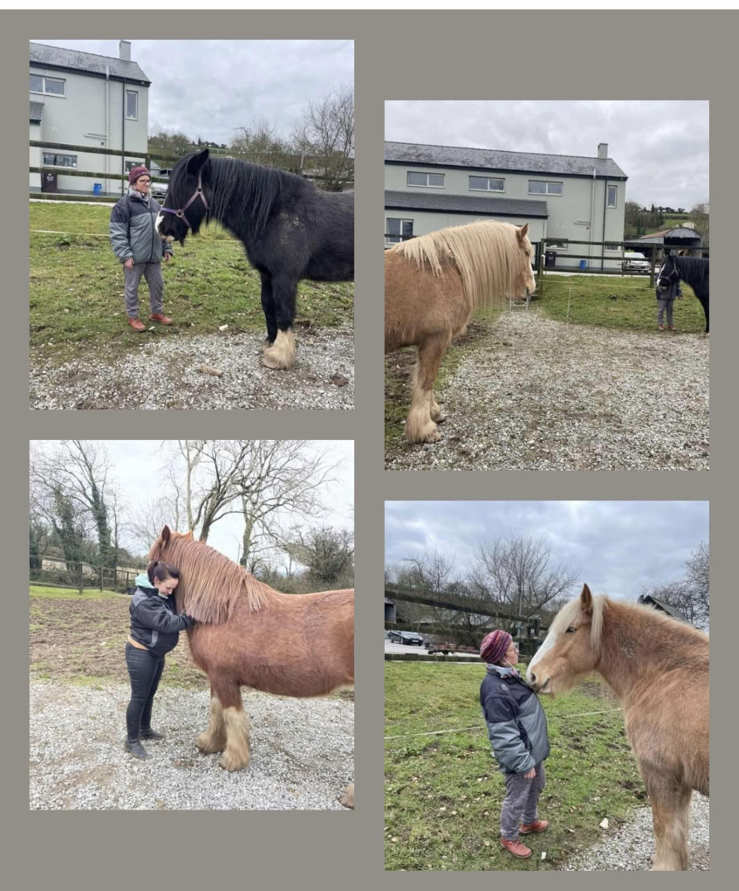 Enseignement du Reiki animal