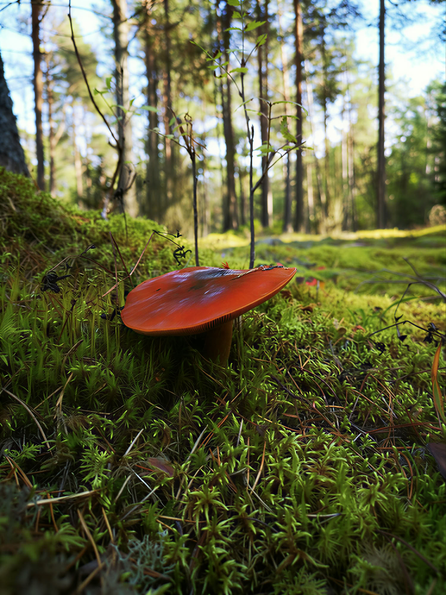 Retraite Nature Spirituelle Libération des Habitudes