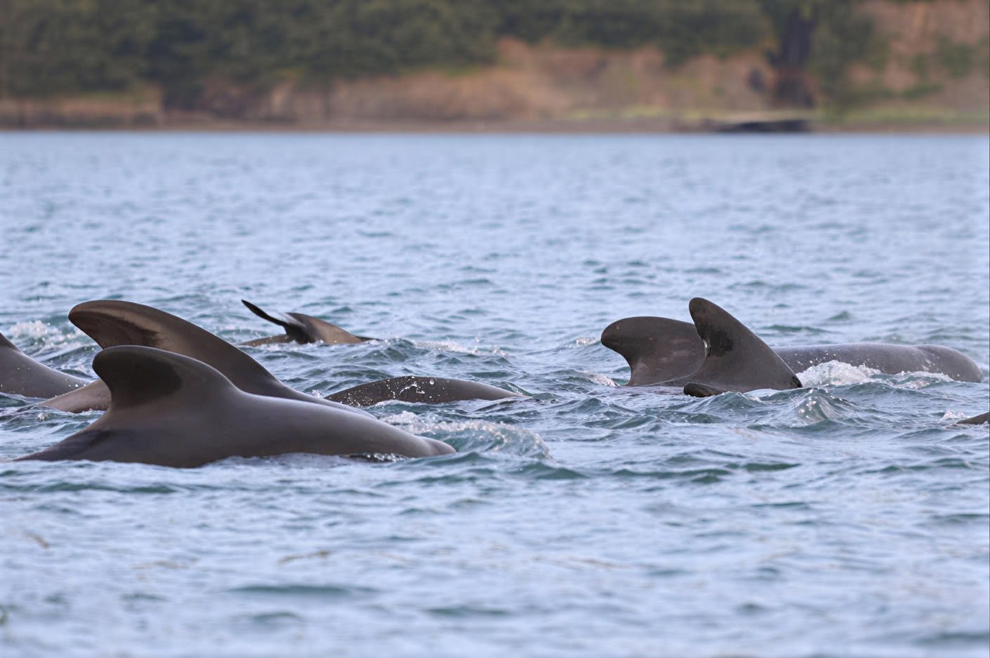 Akureyri Observation des baleines