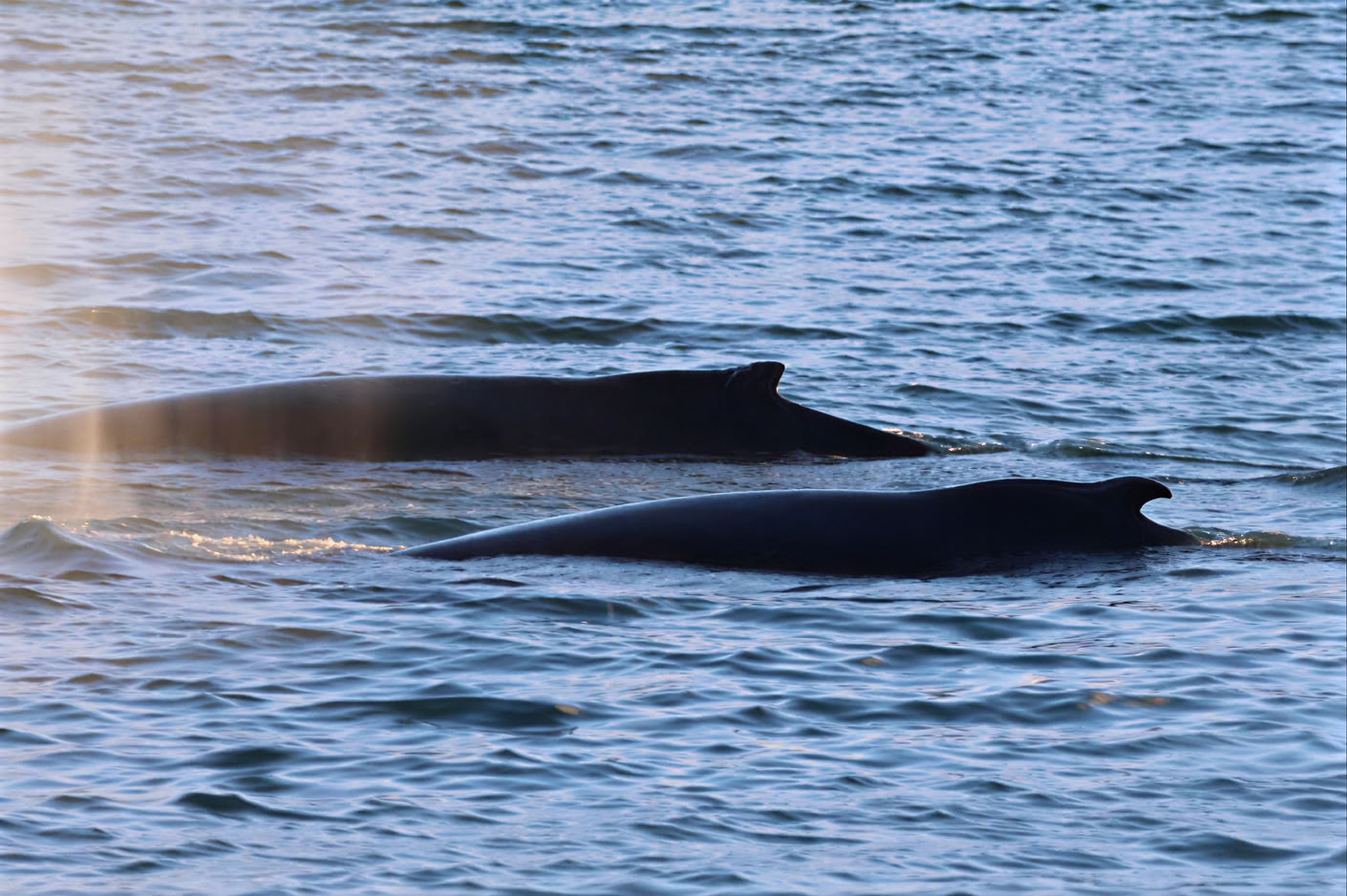 Akureyri Observation des baleines
