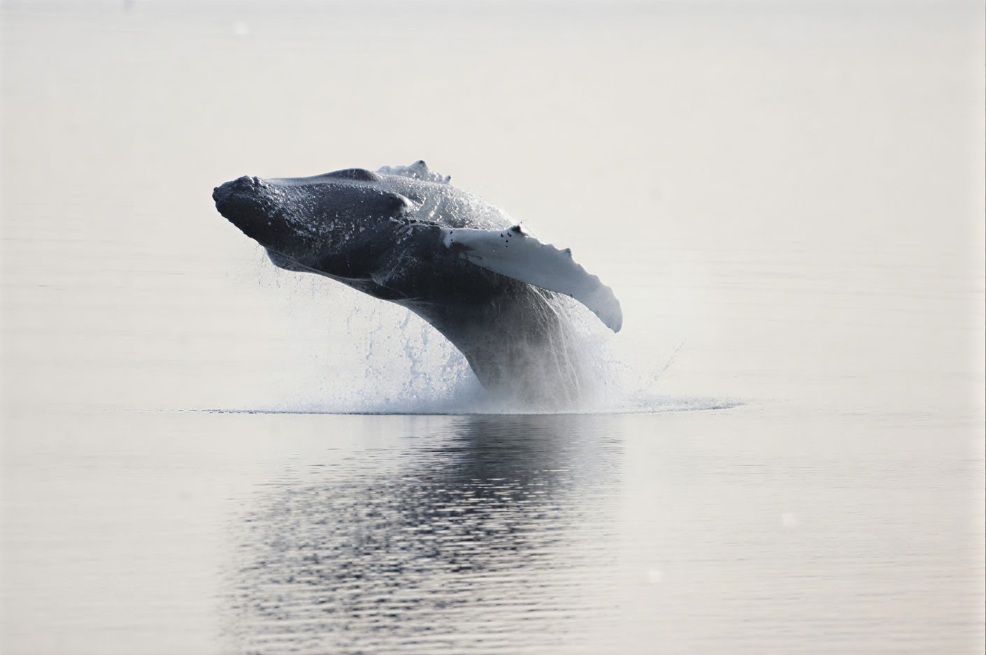 Akureyri Observation des baleines
