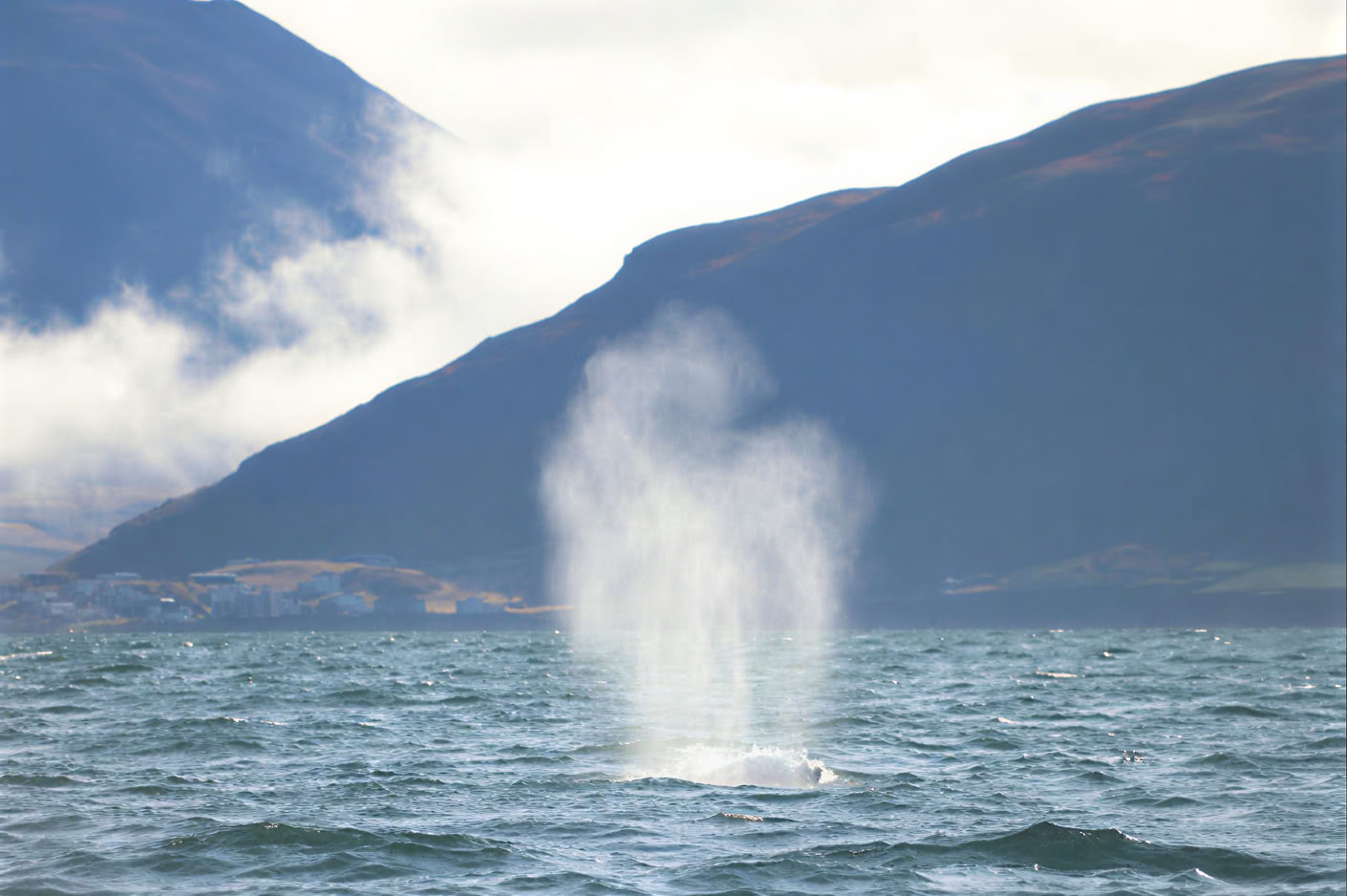 Akureyri Observation des baleines