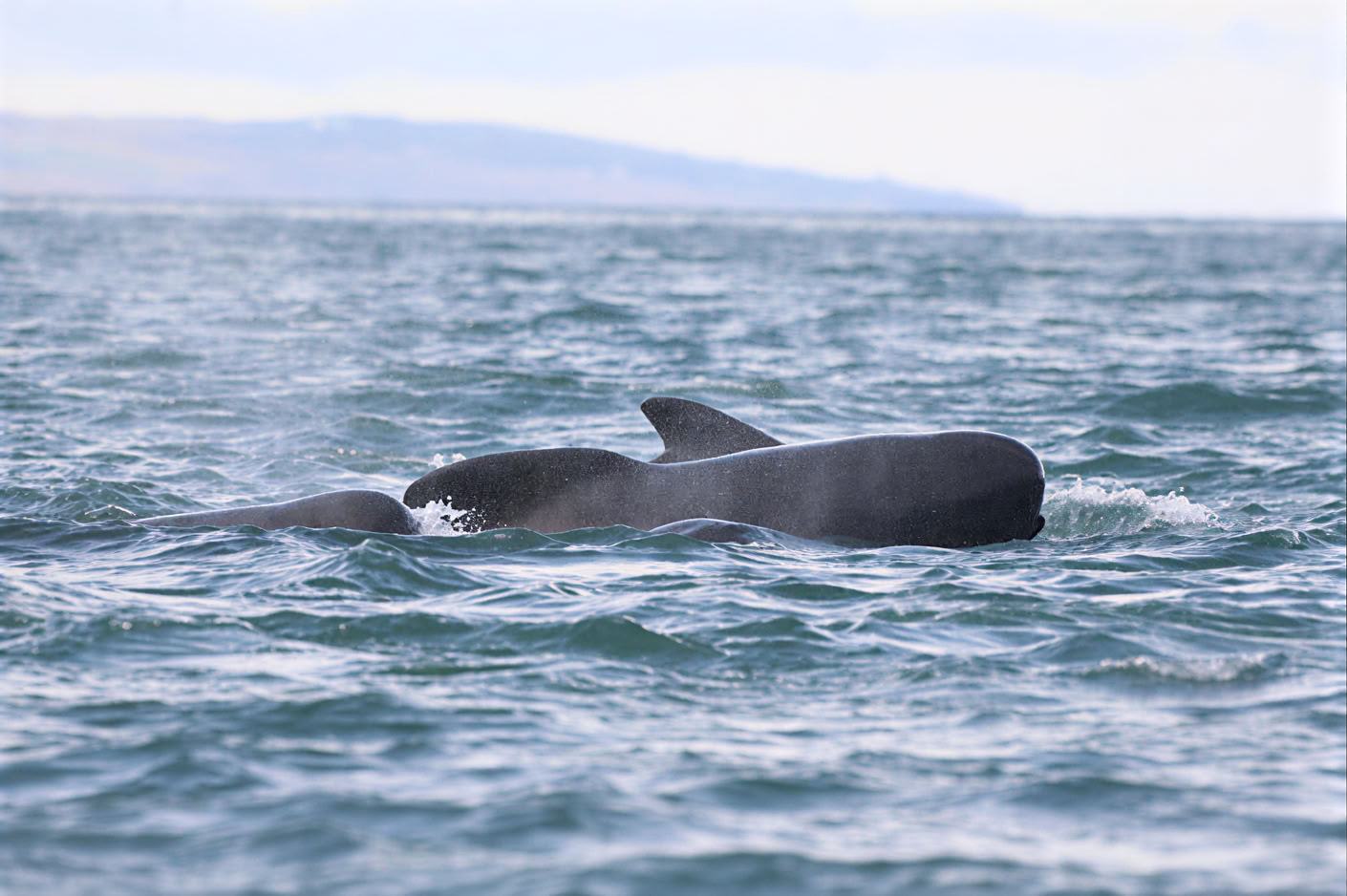 Akureyri Observation des baleines