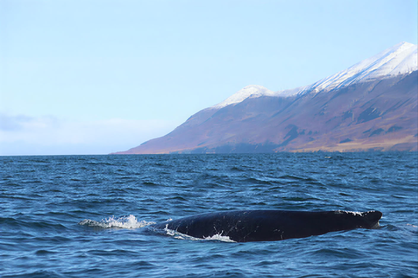 Akureyri Observation des baleines