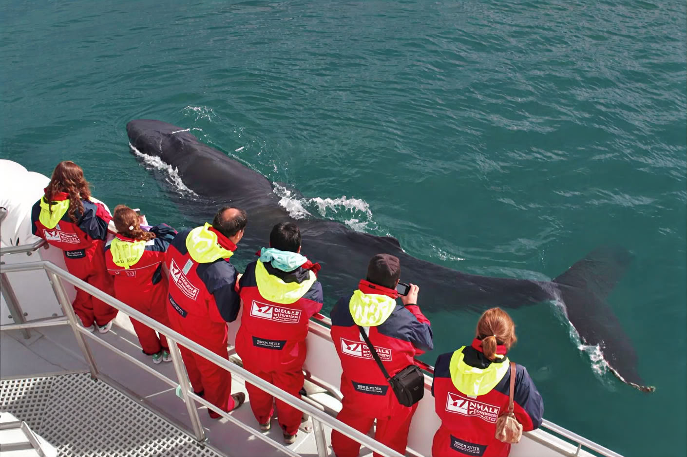 Akureyri Observation des baleines