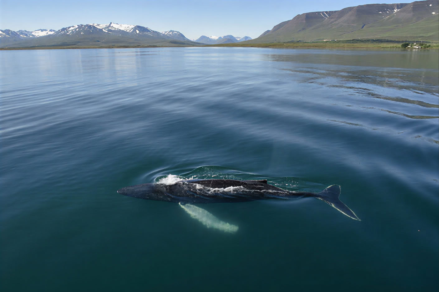 Akureyri Observation des baleines