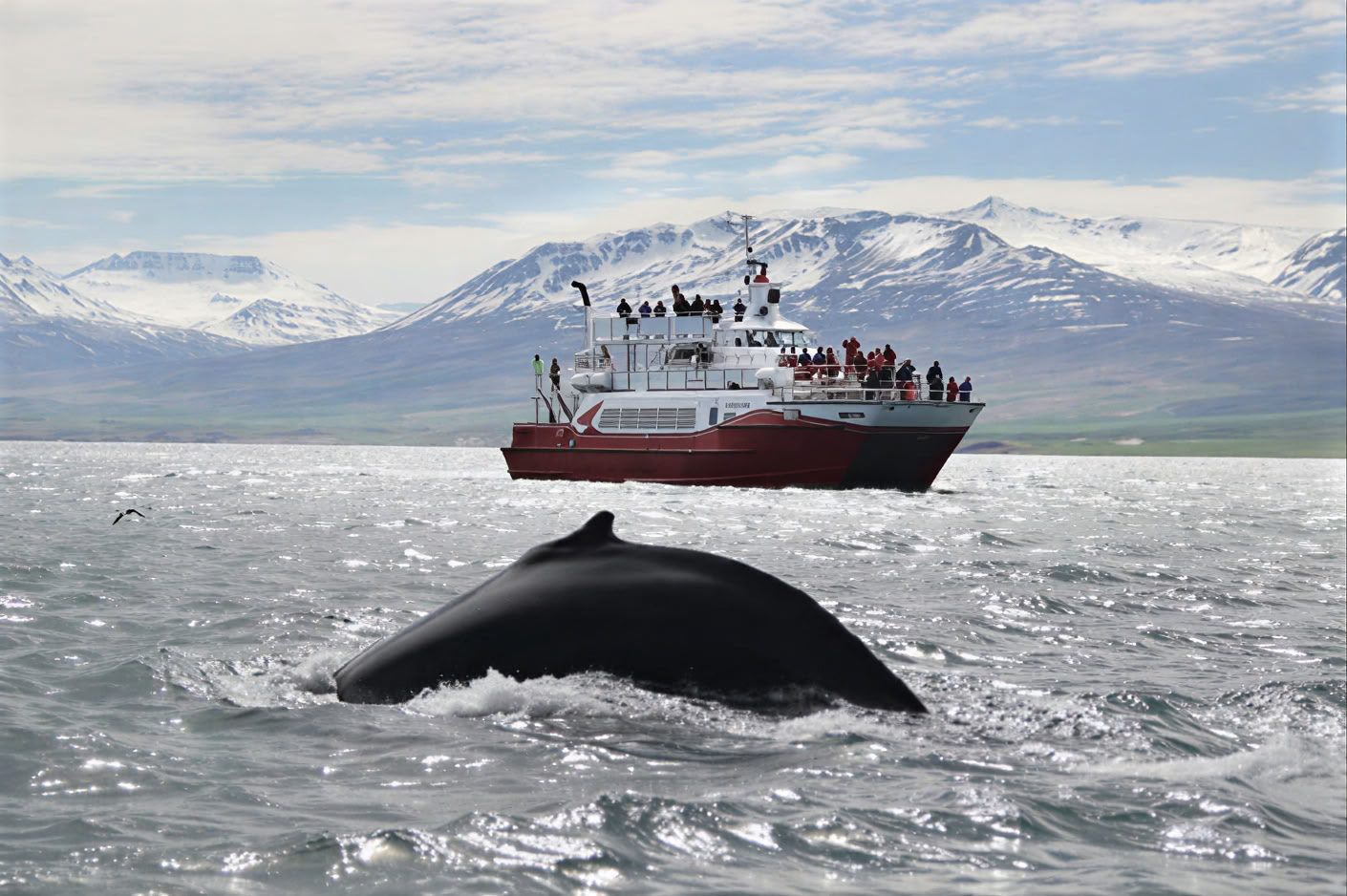 Akureyri Observation des baleines