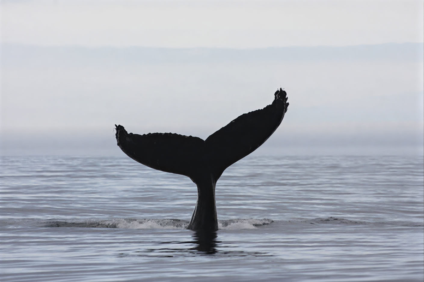 Akureyri Observation des baleines