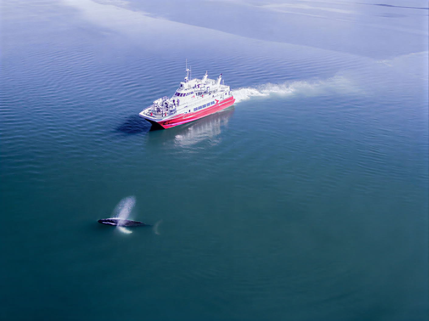 Akureyri Observation des baleines