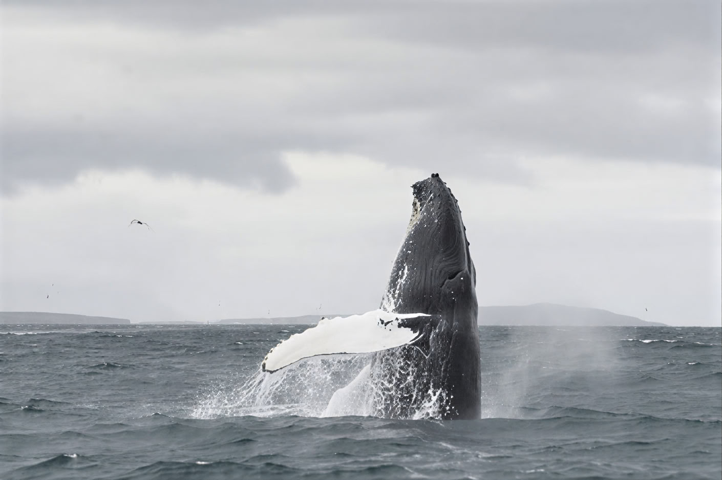 Akureyri Observation des baleines