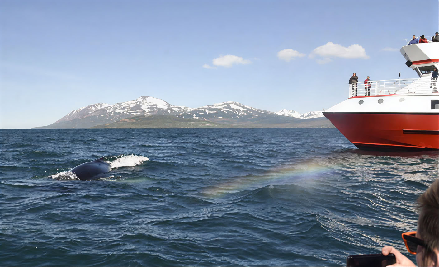 Akureyri Observation des baleines