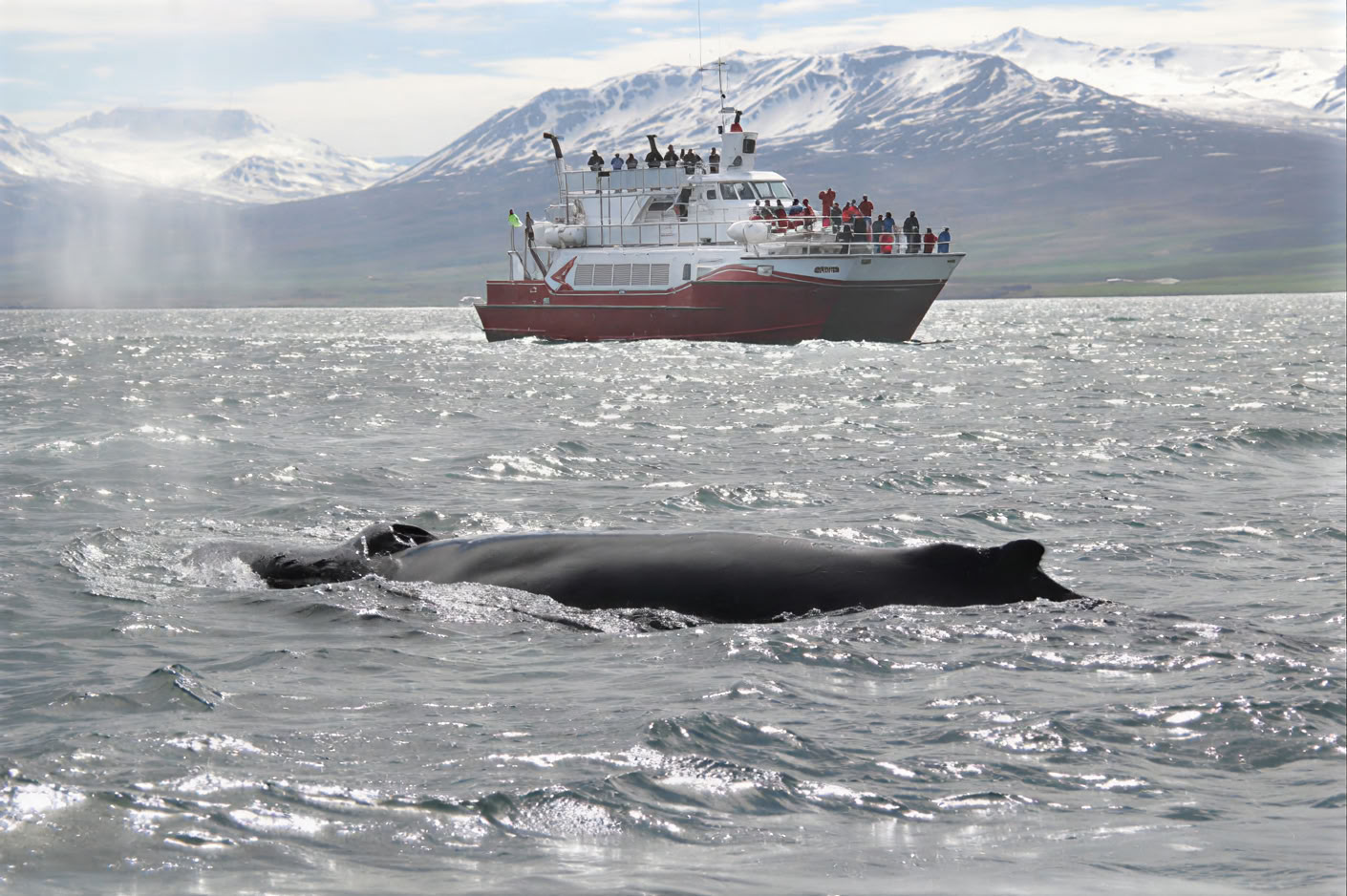 Akureyri Observation des baleines