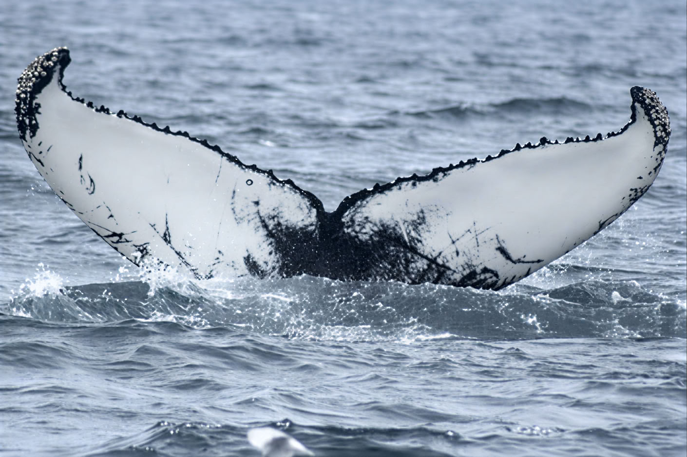 Akureyri Observation des baleines