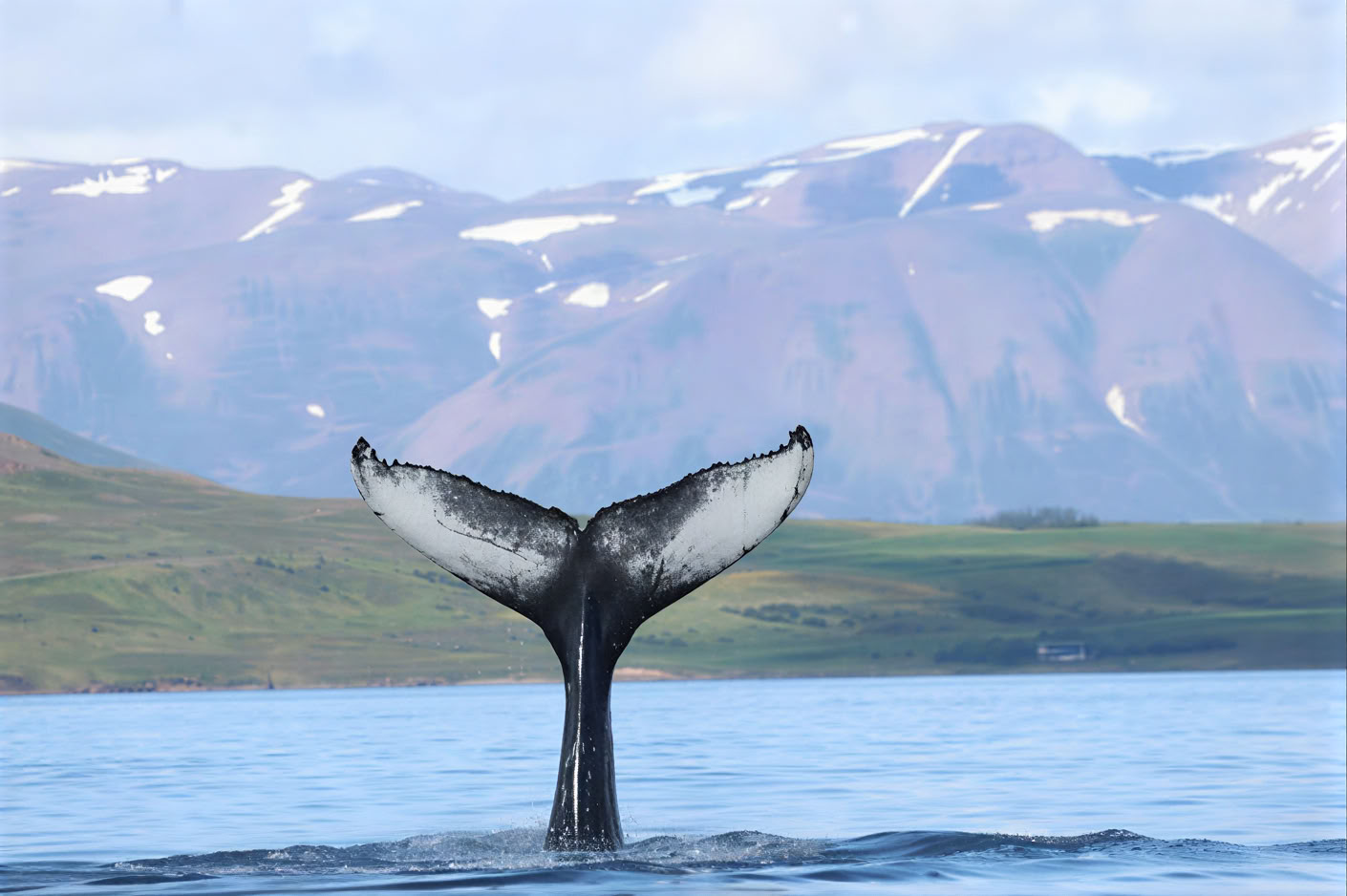 Akureyri Observation des baleines