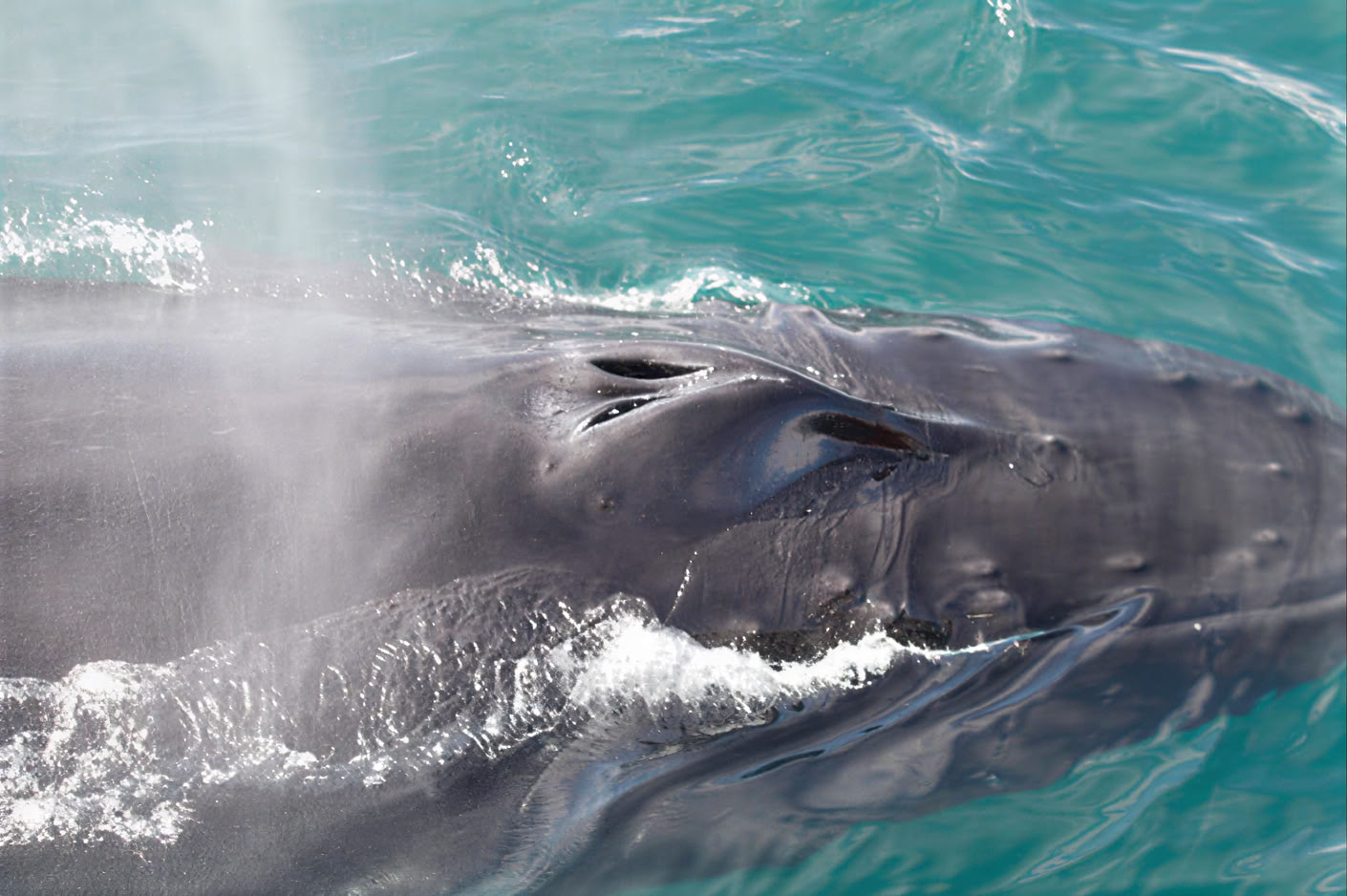 Akureyri Observation des baleines