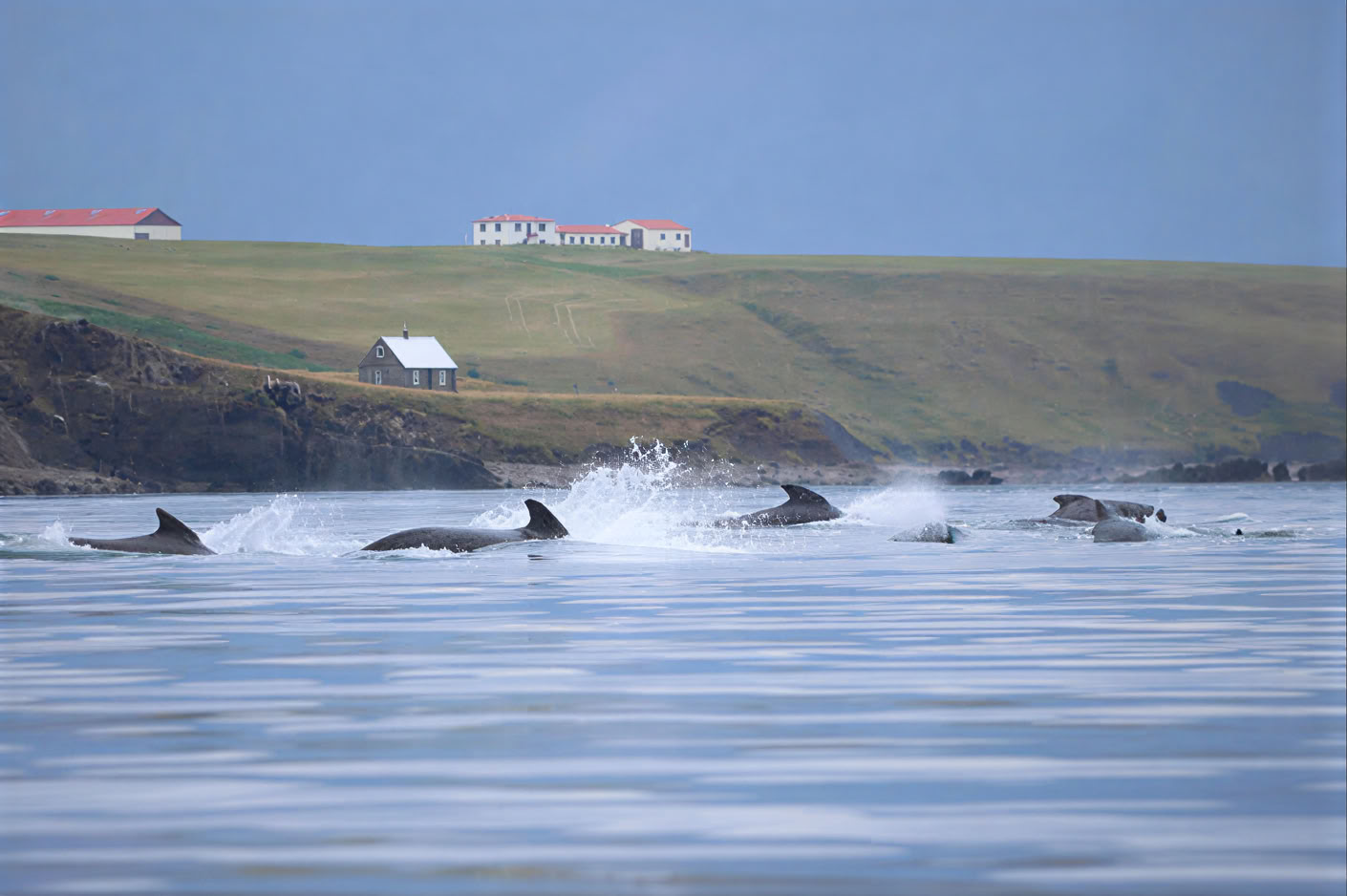 Akureyri Observation des baleines