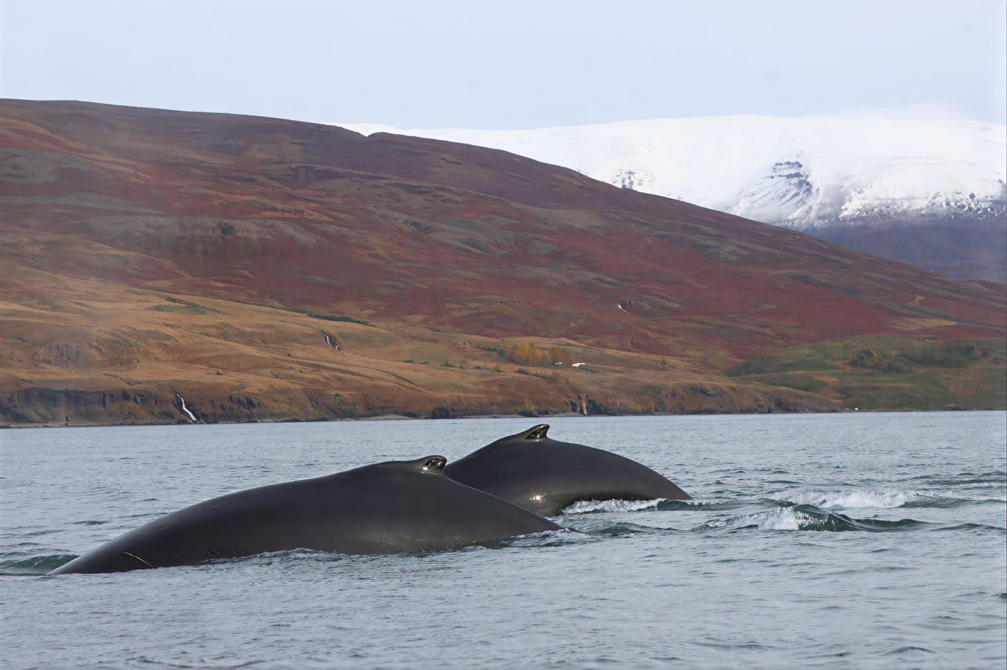 Akureyri Observation des baleines