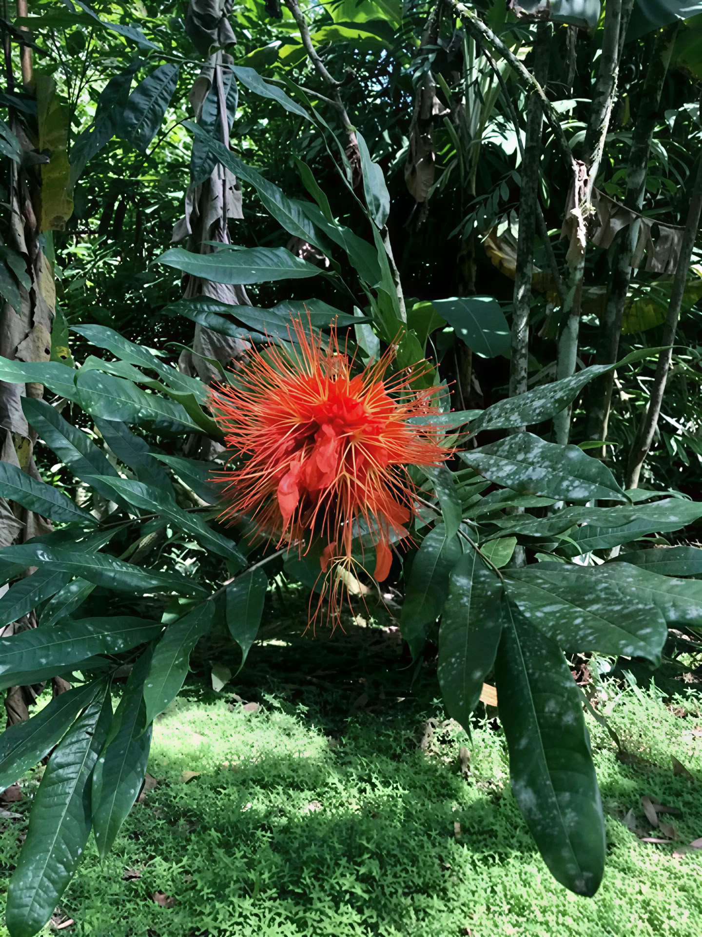 BE Porté par la jungle
