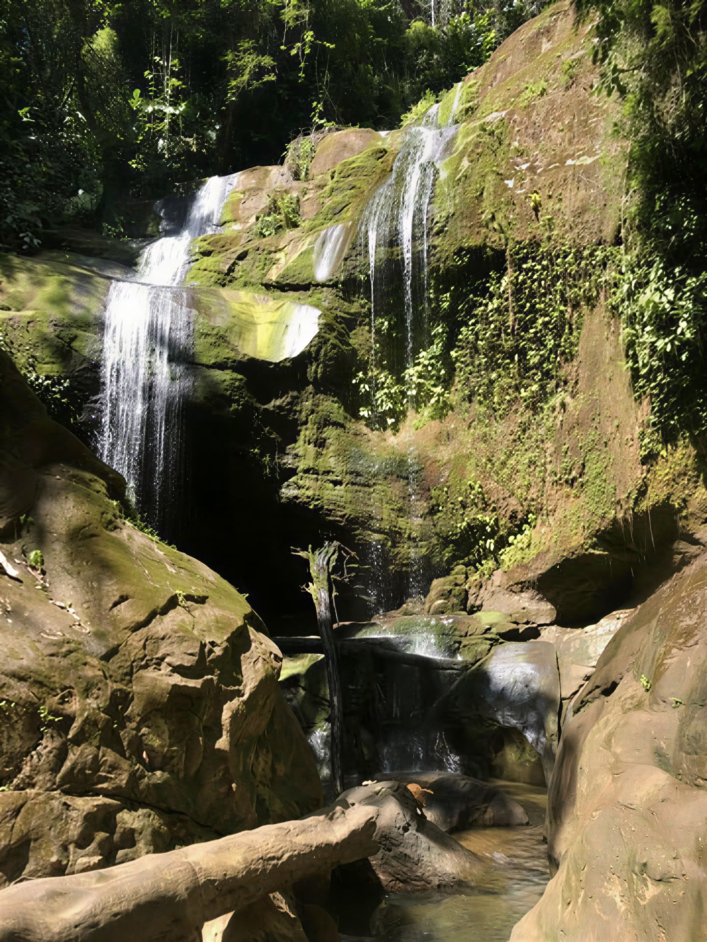 BE Porté par la jungle