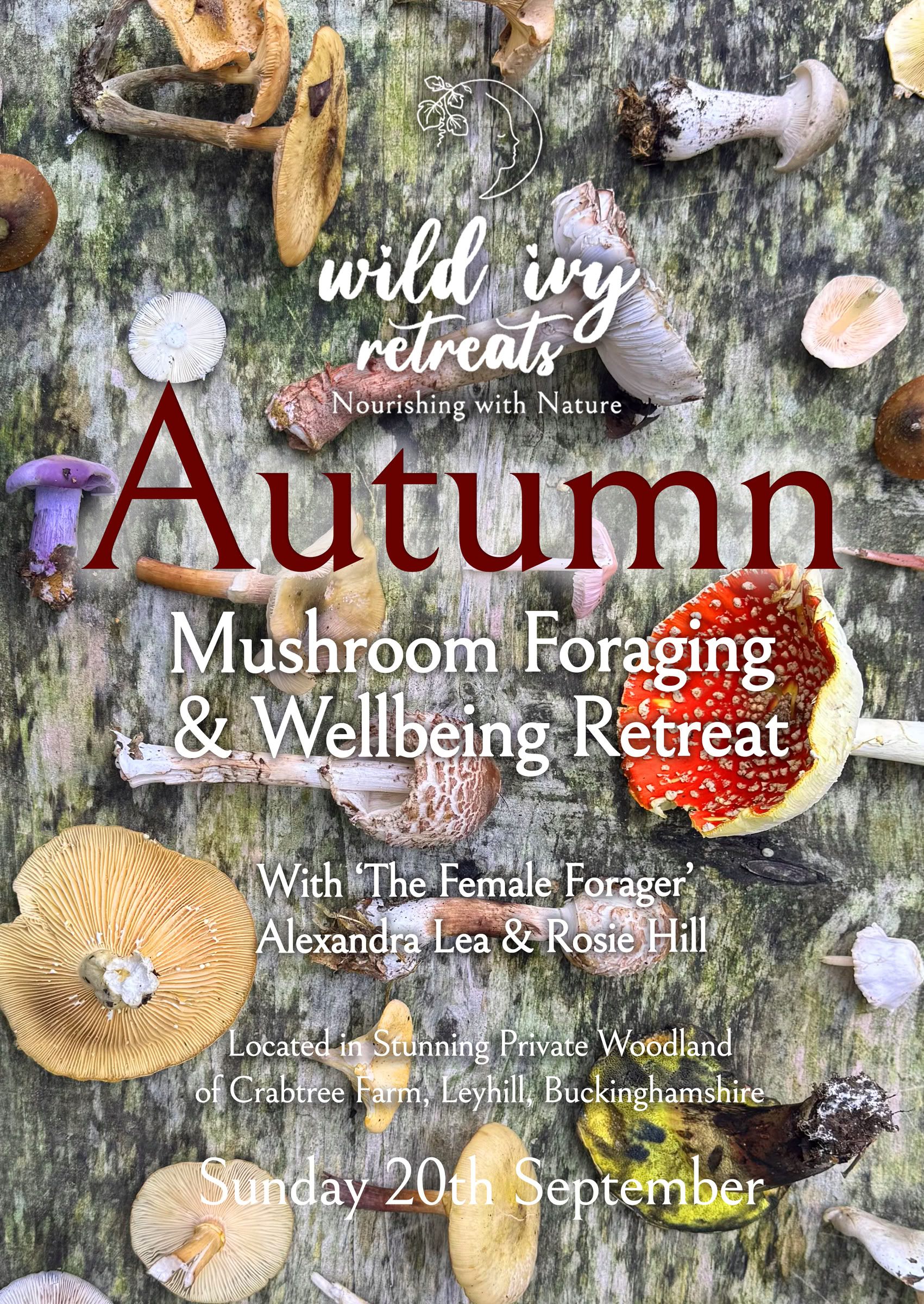 Matinée de cueillette de champignons d’automne