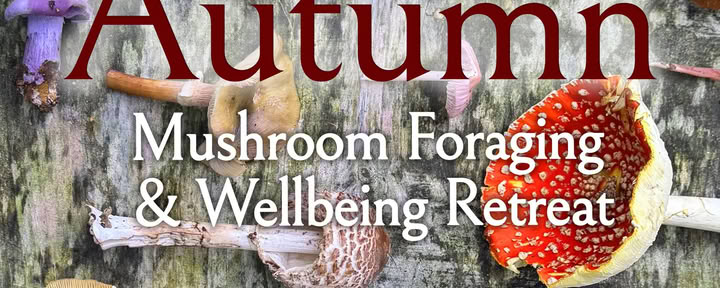Matinée de cueillette de champignons d’automne