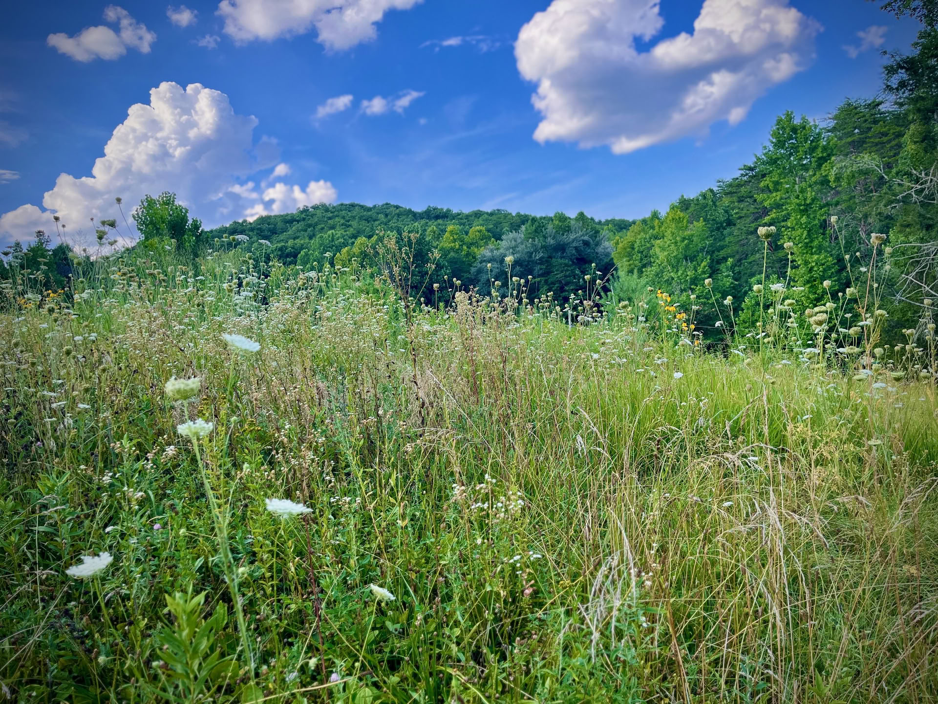 Le rassemblement des couples des Smoky Mountains