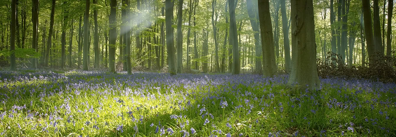 Pilates, Yoga, Nature et Vous : une retraite de week-end