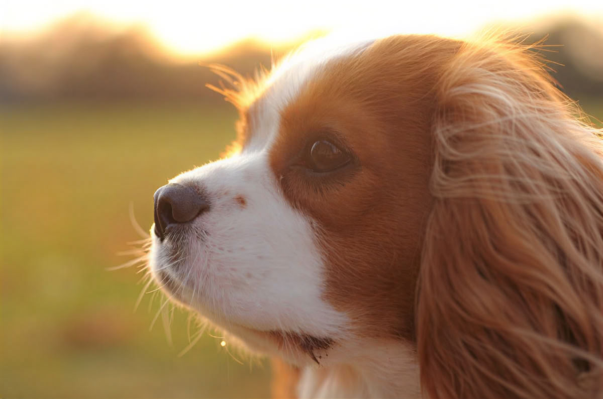 Voyage en solo – Vacances acceptant les chiens - mai 26