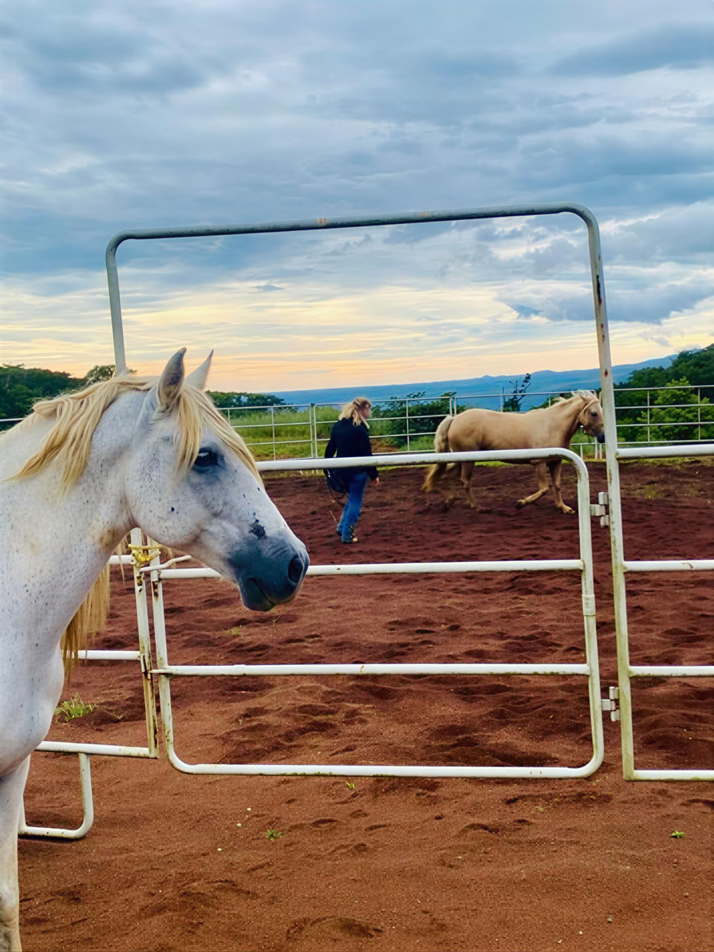 PURA VIDA CONNECTION: Clinique de deux jours d’équitation holistique