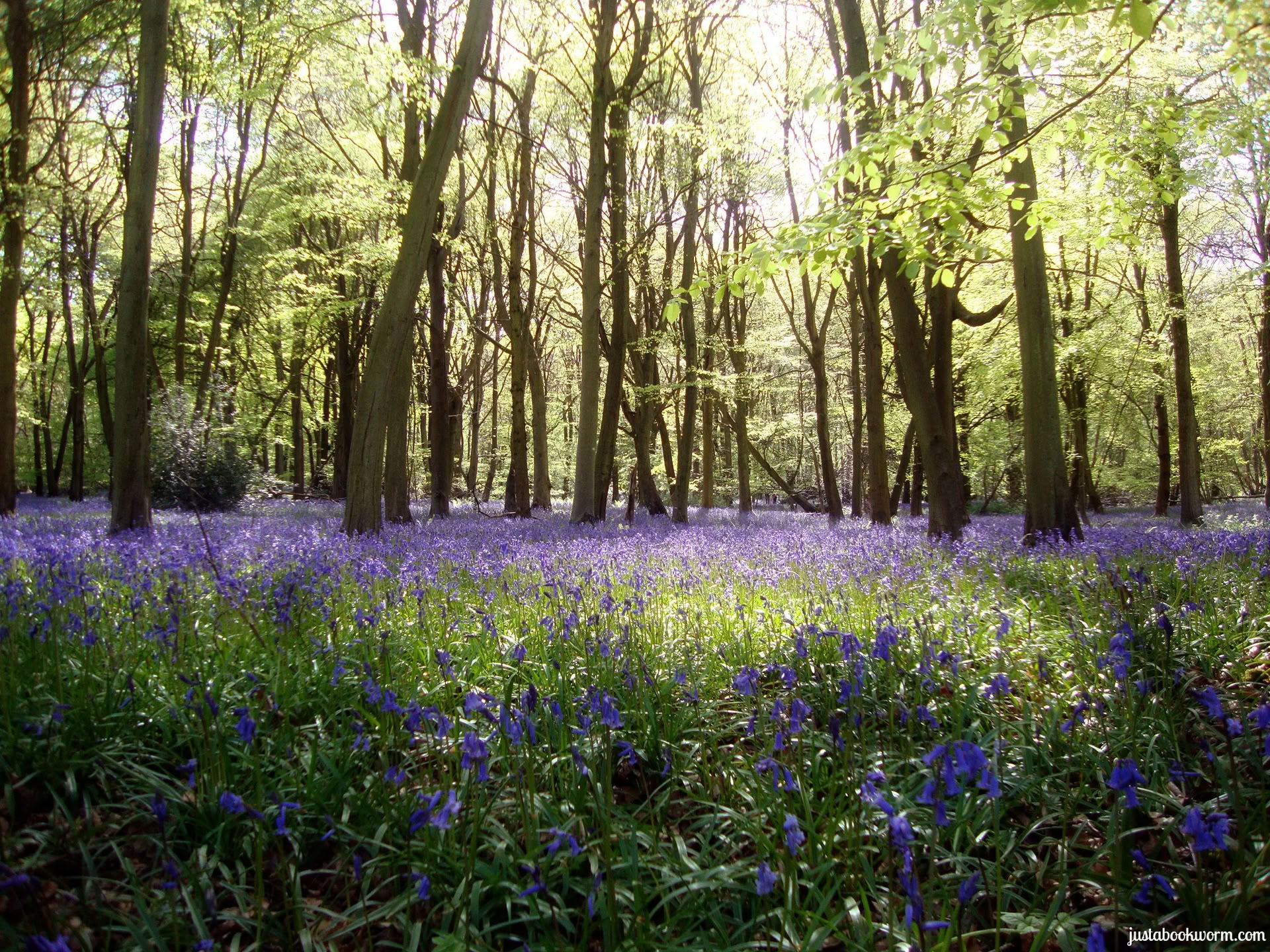 Retraite de jeûne aux jus et de yoga, Cotswolds, Oxfordshire