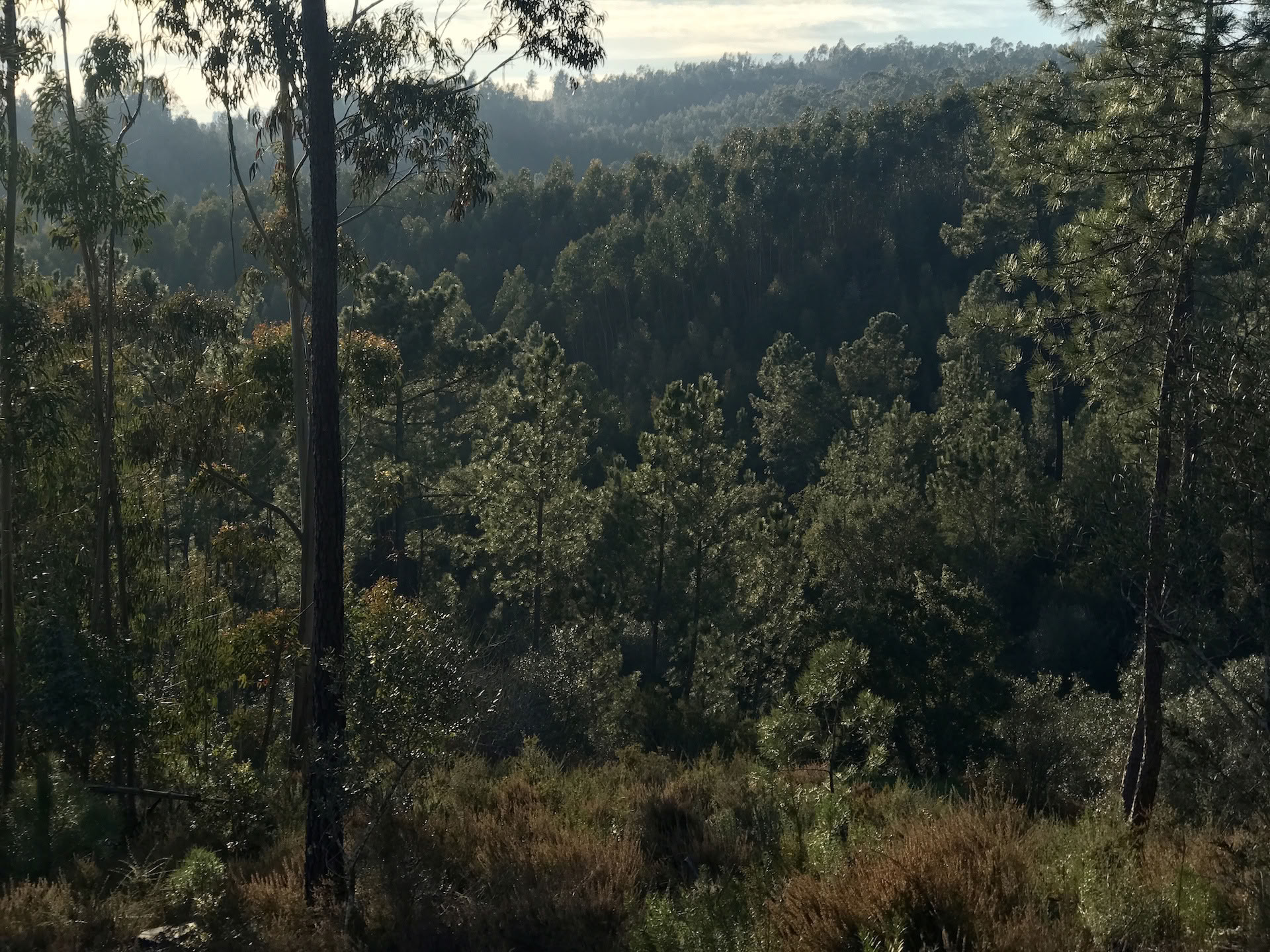 Shinrin Yoku Bain de forêt