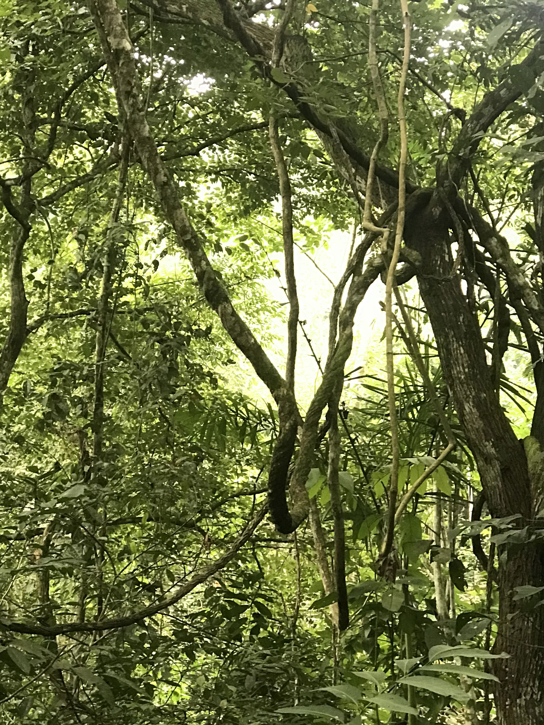 Retraite de week-end Ayahuasca