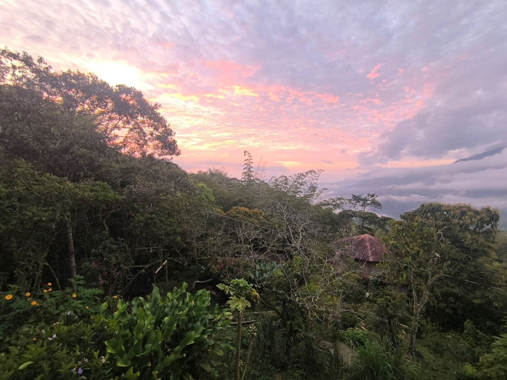 Ayahuasca & Voyage Somatique