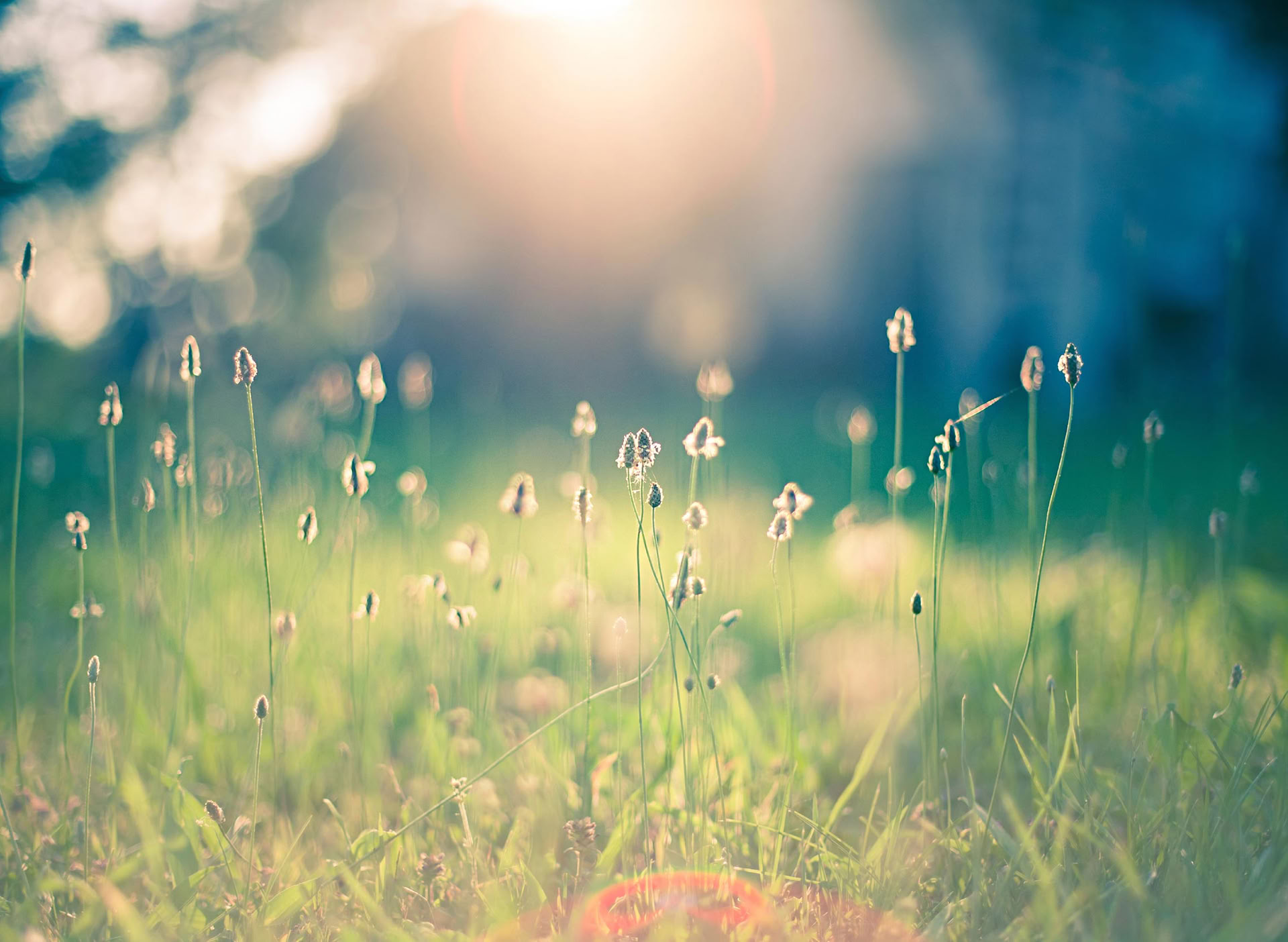 Programme de formation Reiki en groupe